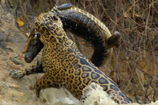 Here's Nat Geo Wild's Fall Slate - And Insane Footage of a Jaguar