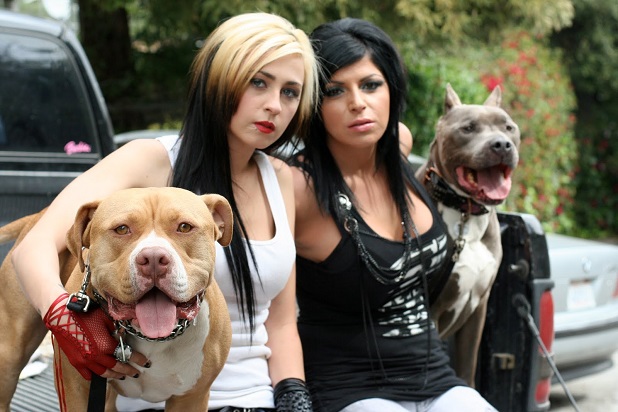 Pitbulls And Parolees Season 7 Episode 10