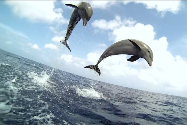 Discovery Uses Robotic Fish and Hidden Cameras on New Special 'Dolphins ...