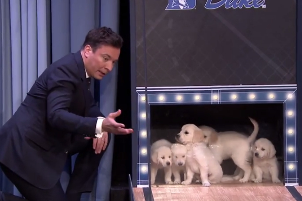 jimmy fallon puppies