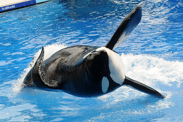 Seaworld Ends Killer Whale Breeding Effective Immediately