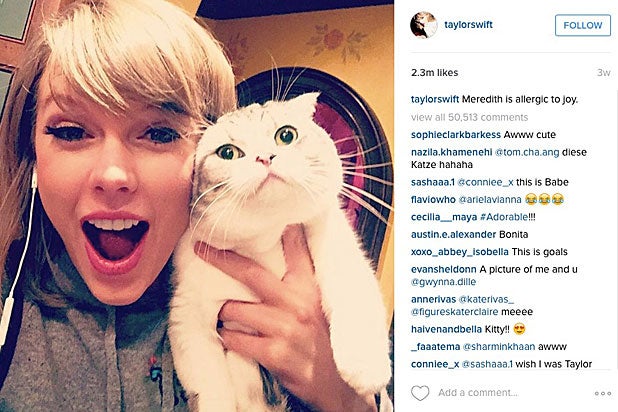 Unveiling Taylor Swift’s Scottish Fold Cats: Meet Her Feline Companions ...