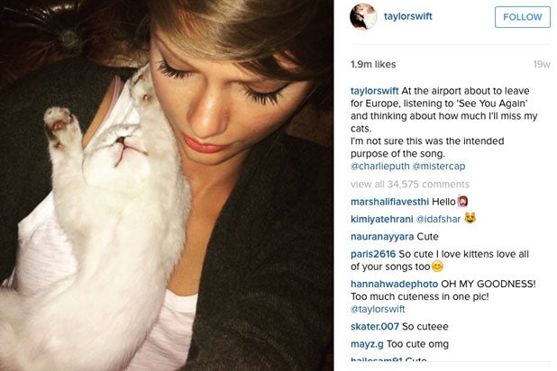 Taylor Swift Cats