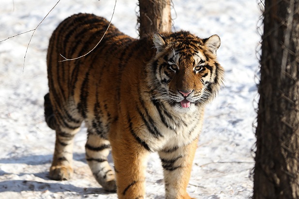 Left Behind' Animal Wrangler Charged With Cruelty Over Tiger Incident