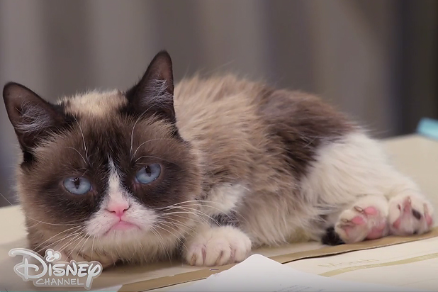 Grumpy Cat, the Arizona meme sensation, is dead at 7