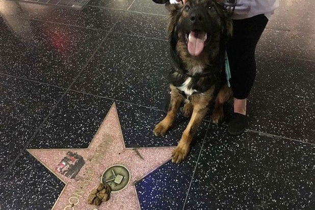 LAPD Arrest Donald Trump Walk Of Fame Star Vandal