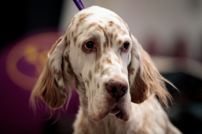 Westminster Dog Show Meet the Cute, Coddled Canines Competing (Photos)