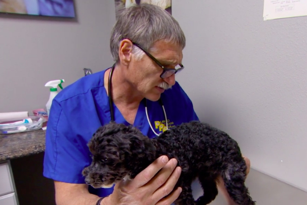 'Dr Jeff: Rocky Mountain Vet' Rescues 4 Puppies From Being ...