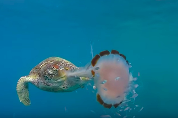 Watch A Sea Turtle Suck Up A Jellyfish Like Spaghetti Courtesy Of Nat Geo Video
