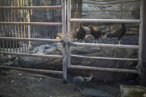 See Shocking Devastation Of Southern Californias Wildfires Photos