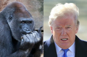 No, Trump Didn't Demand the Gorilla Channel Play on White House TVs ...