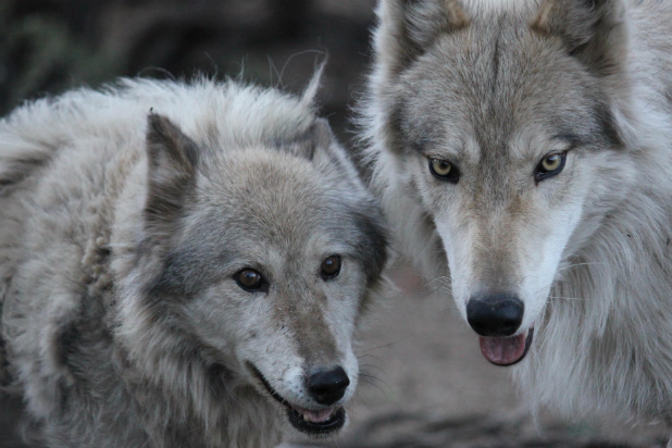 Animal Planet Orders 'Wolves & Warriors,' Which Pairs Combat Vets With ...