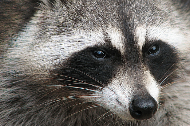 Skyscraper Climbing Raccoon Rivets Internet Super Claws