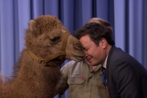 Jimmy Fallon Totally Made Out With A Camel Last Night Video