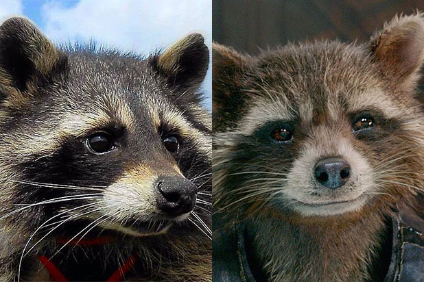 Oreo The Raccoon Inspiration For Guardians Of The Galaxy Character