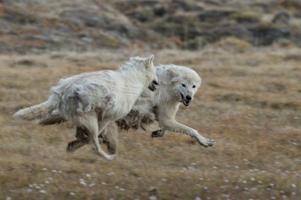 Exclusive Video Nat Geo Wild Wolves Go From Play To Hunt In 4 Seconds