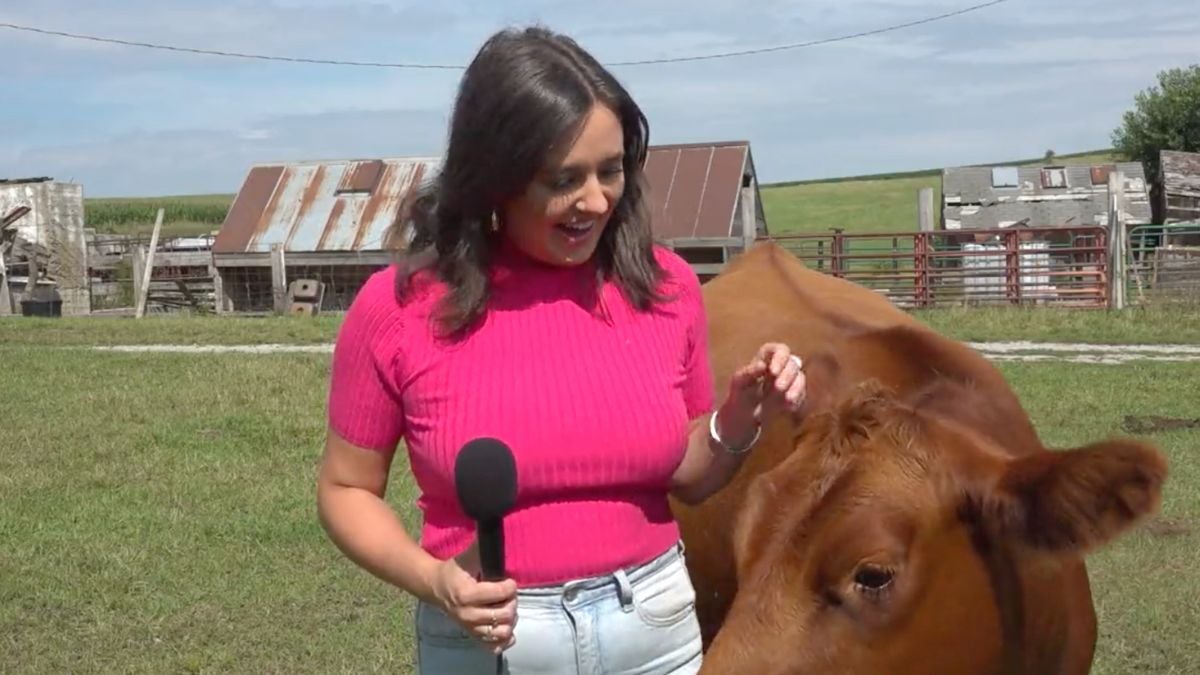 Cow Interrupts Fox News Reporter’s Live Shot