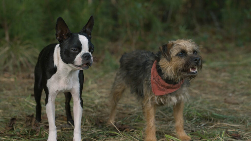 Strays Review Crude Dog Comedy Is a Clever Laugh Riot Made for Pet Lovers